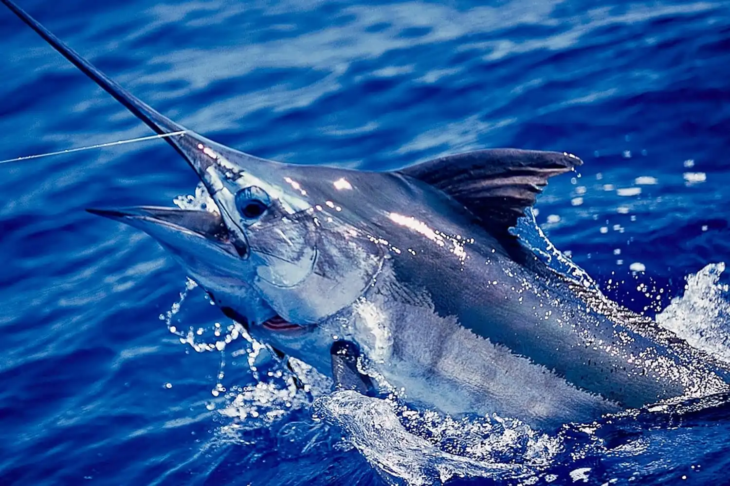 A Vanuatu Blue Marlin lit up at the Boat Just Before Release