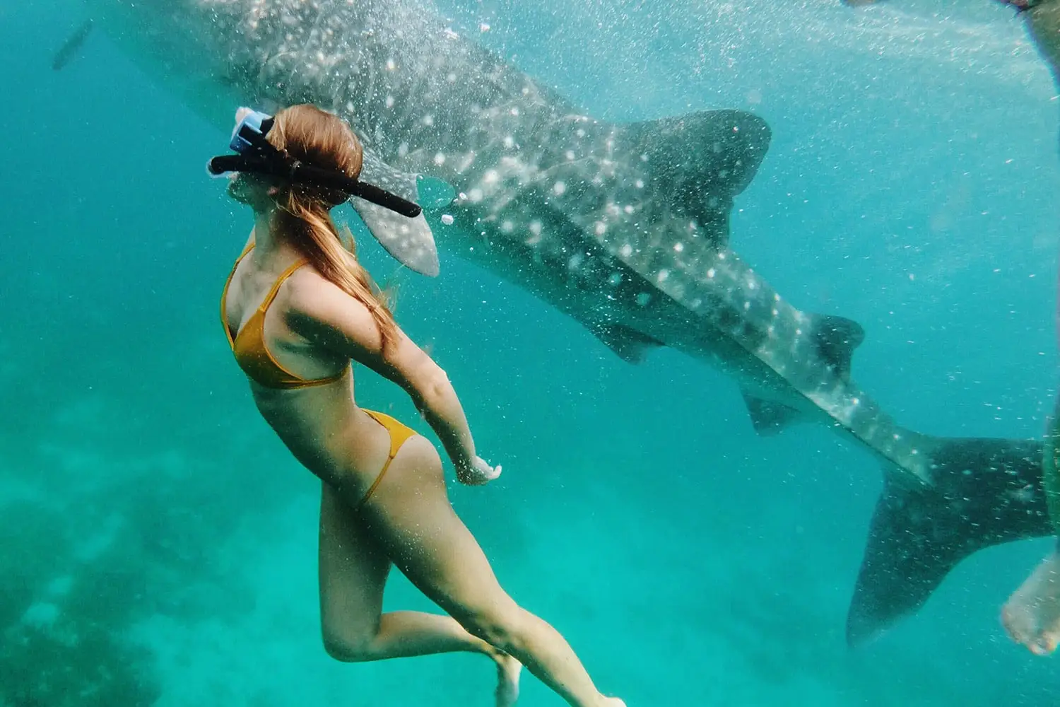 Woman Swimming with the Whale Sharks