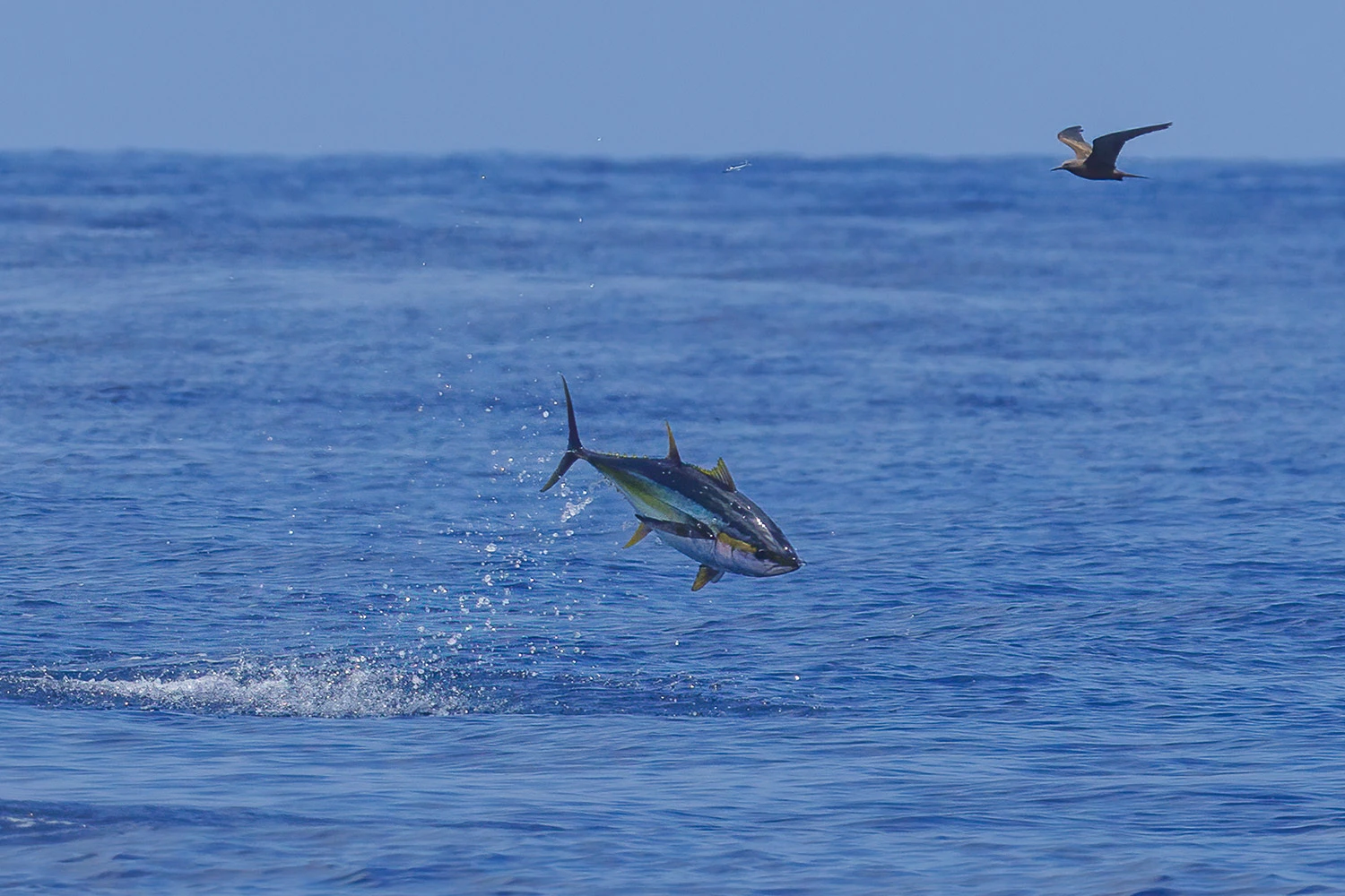 Yellowfin Tuna Takes Flight