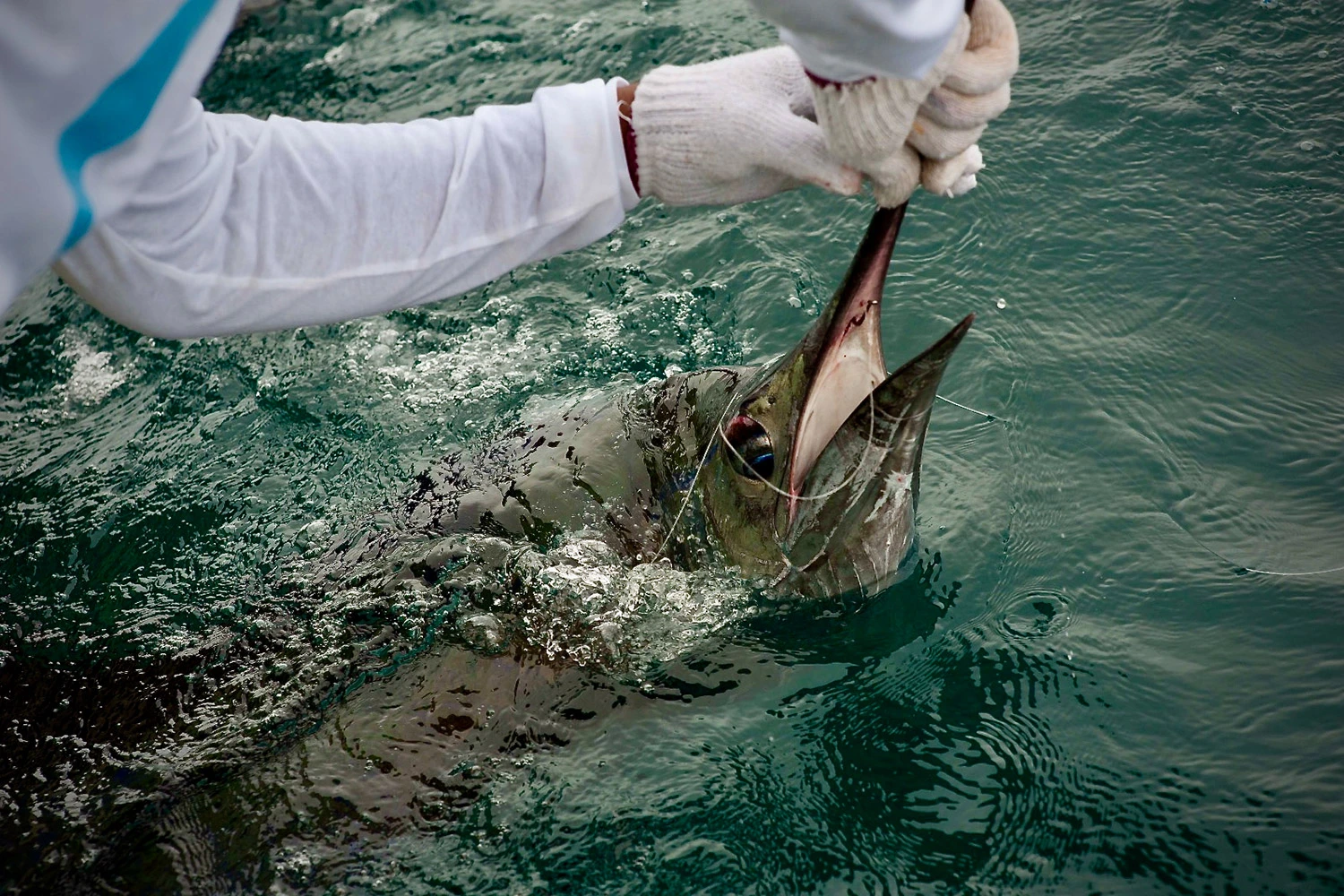 5 Night Rompin Sailfish Adventure - Leading a Sail