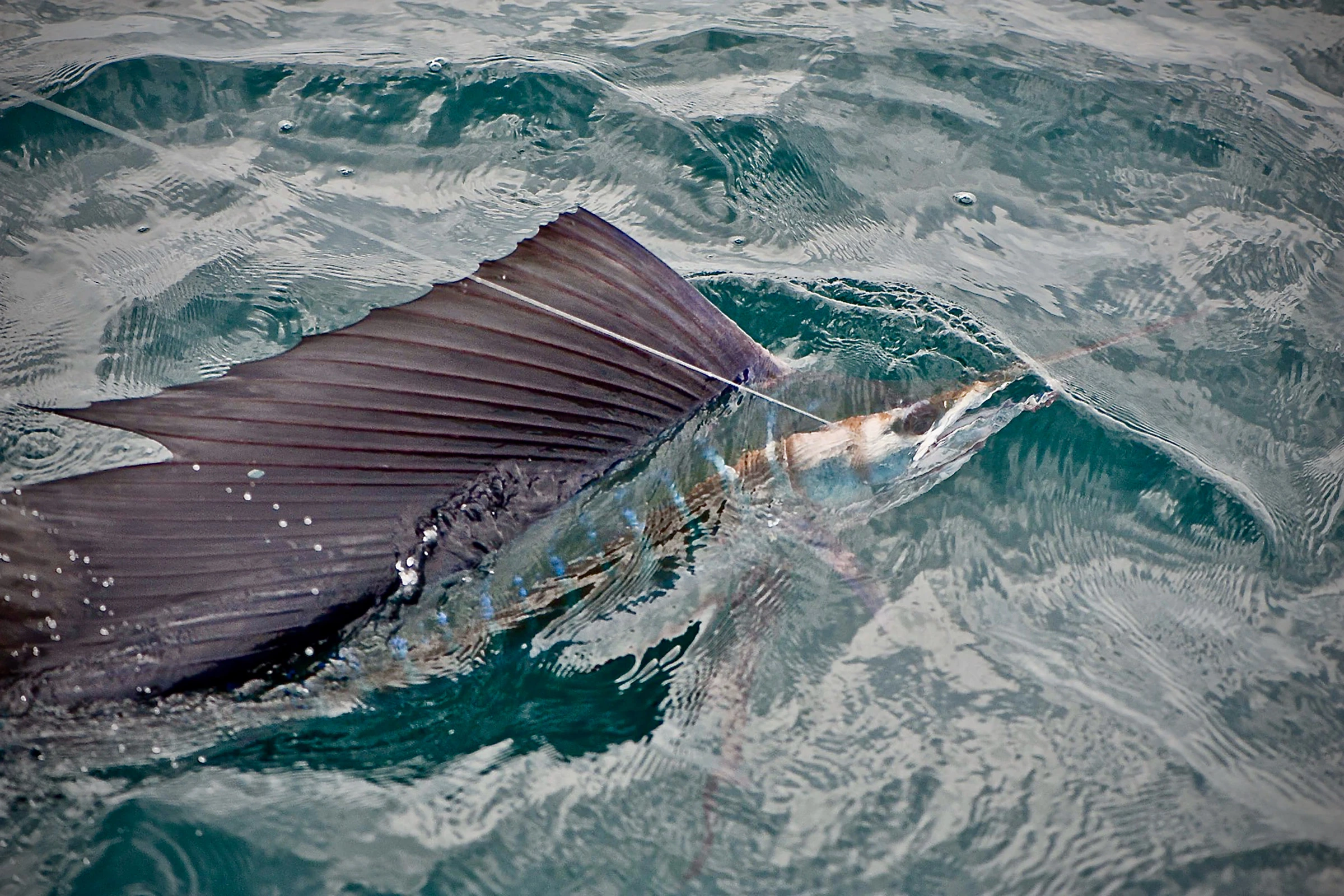 5 Night Tioman Island Sailfish Adventure - Sail at Boat