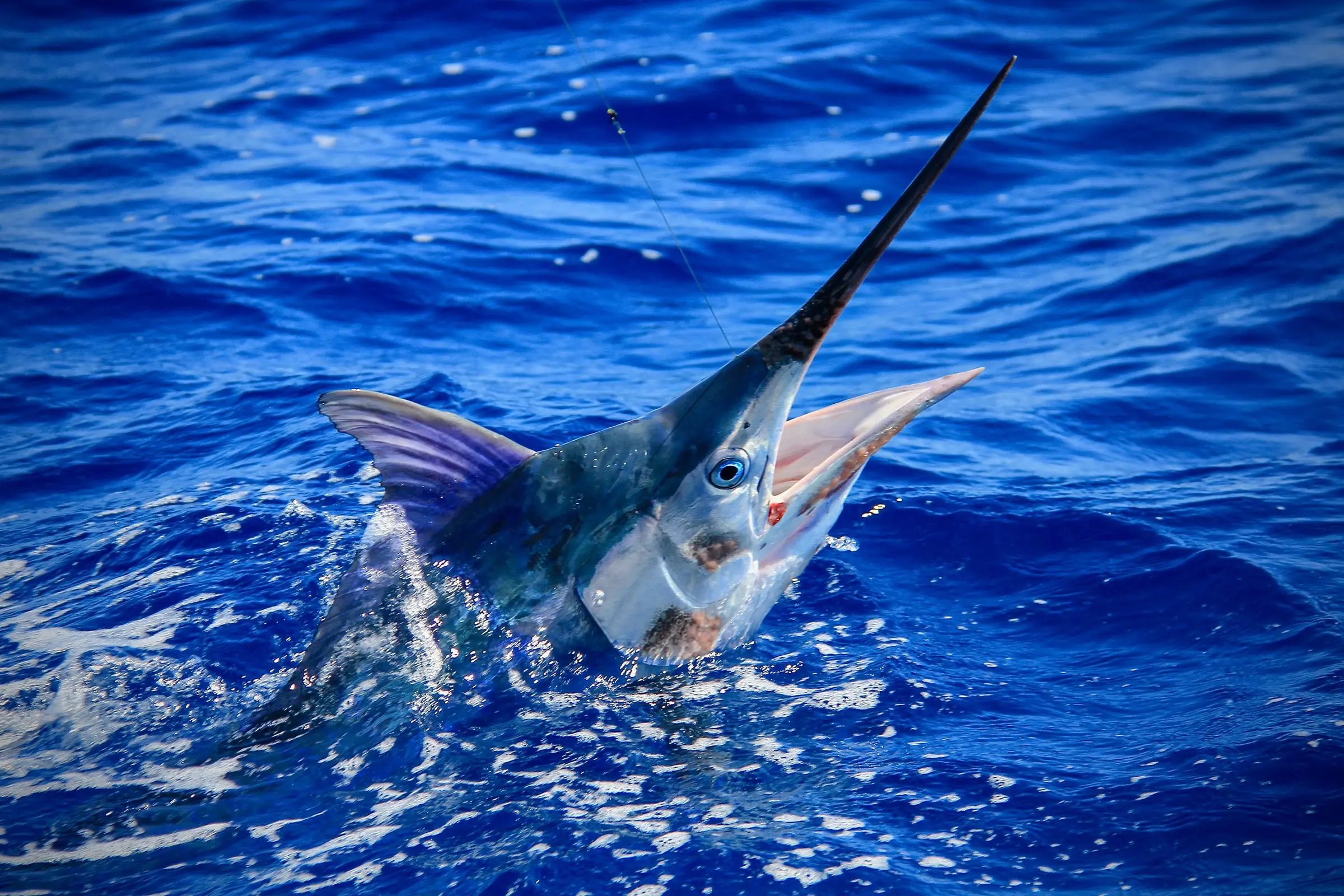 Maldives Black Marlin Nearing Release