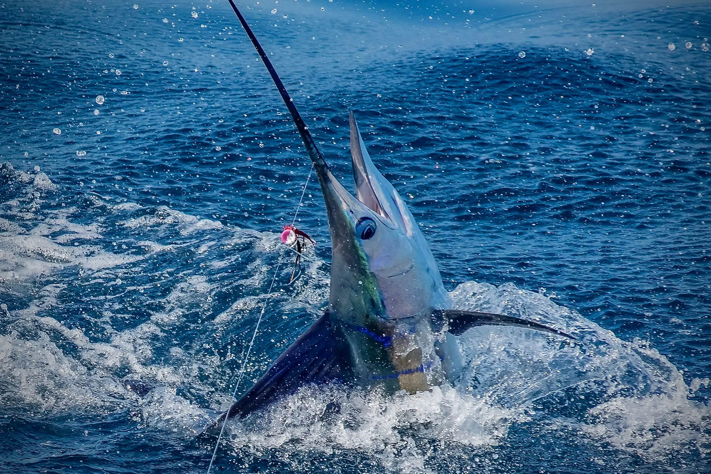 Maldives Sailfish Ready for Release