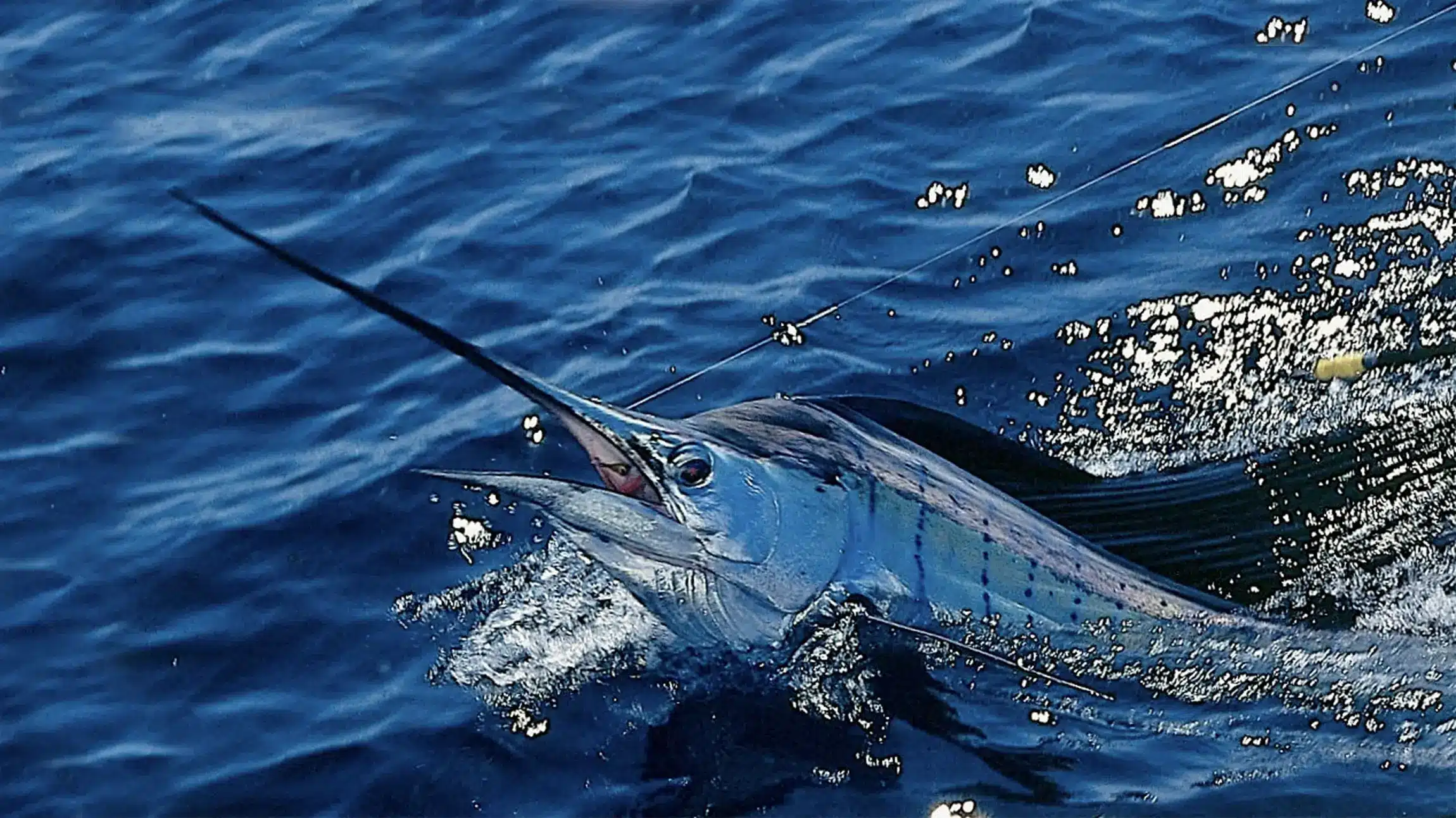 Fisherman showing off a massive wahoo on deck, Vanuatu sport fishing trip  Ocean Blue Fishing Adventures